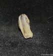 Inch Hadrosaur Tooth - Little Wear #1276-1